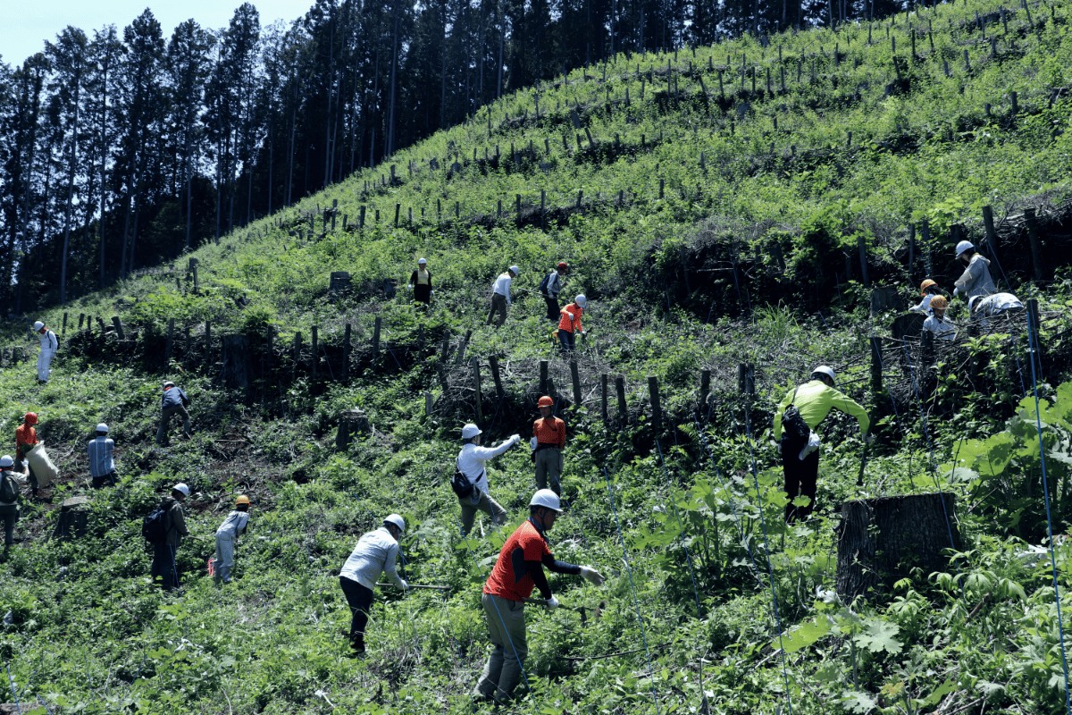 苗木の植樹活動