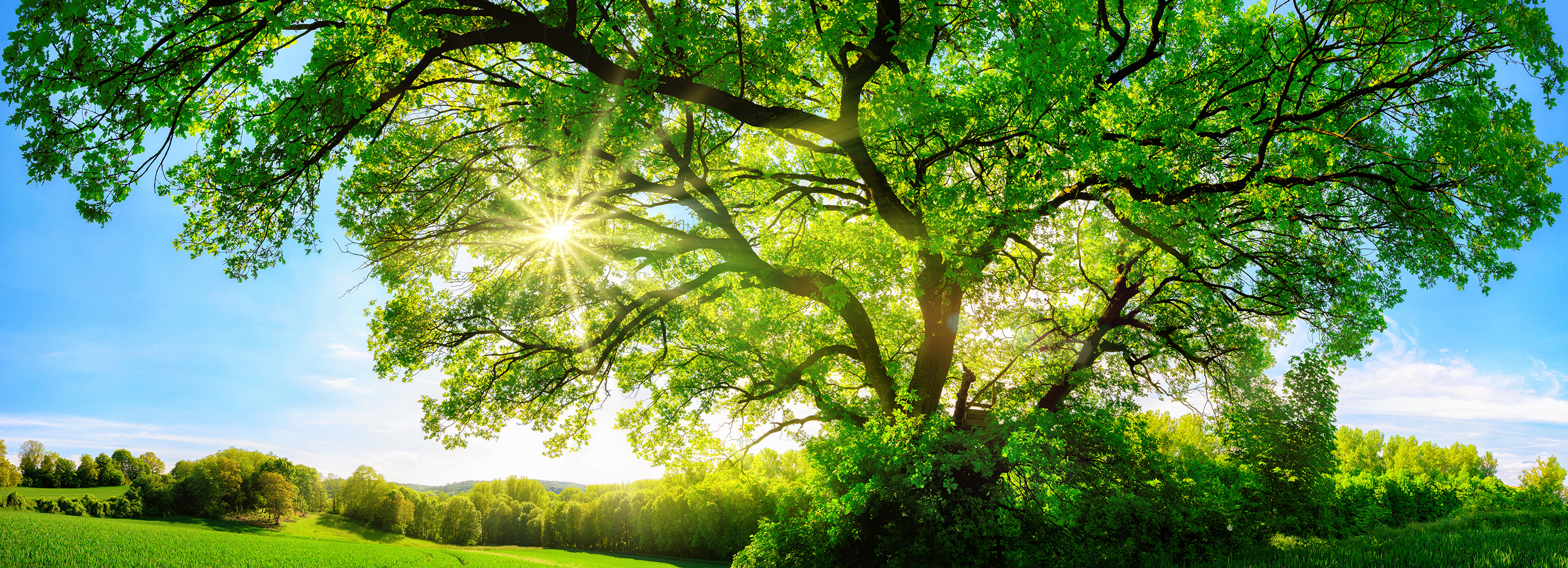 サステナビリティ